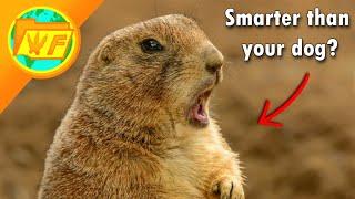 Prairie dogs are WAY SMARTER than you think...