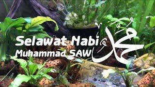 Selawat dan Salam ke Atas Junjungan Besar Nabi Muhammad SAW  Muhammad SAW  Aquarium  Merdu  Soft