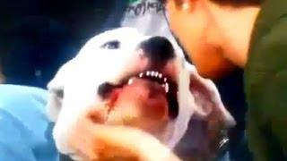 Dog bites anchor  TV  LIVE Kyle Dyers Face