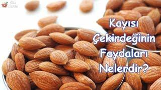 Kayısı Çekirdeğinin Faydaları Nelerdir?