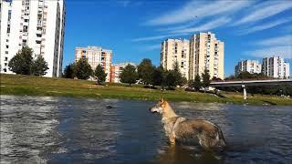 Czechoslovakian Wolfdog APOLÓNIA Ozvena hôr @ West Morava Čačak