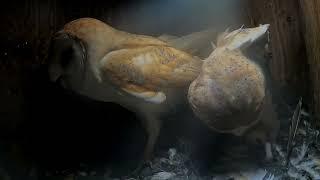 Barn Owls mating