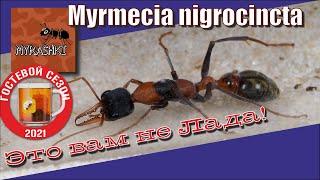 Смертельный муравей Myrmecia nigrocincta от канала Мурашки