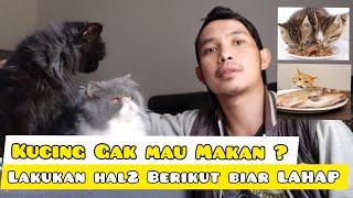 KUCING TIDAK MAU MAKAN - solusi untuk kucing tidak nafsu makan