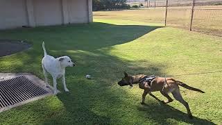 dog ring?  belgian malinois aloha see maui hawaii vacations ️