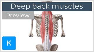 Deep muscles of the back attachments innervation and functions preview - Human Anatomy  Kenhub