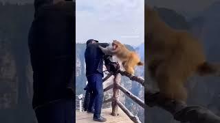 Monkey Madness Ultimate Monkey funny  video