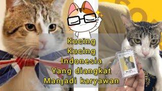 Kucing - Kucing Indonesia Yang Diangkat Sebagai Karyawan
