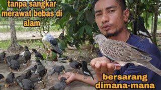 MERAWAT BURUNG TANPA SANGKAR_KACER BERSARANG LAGI