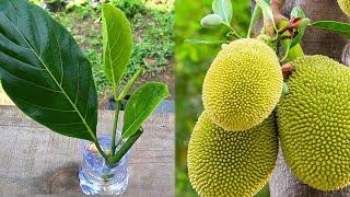 How to grow jackfruit tree from cuttings use water easily