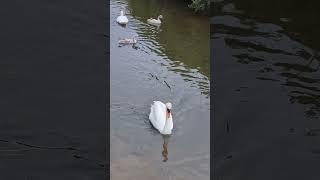 Garrision Swans