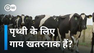 सवालों के घेरे में गाय Climate change curriculum Vs dairy farming ambitions in New Zealand