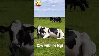 Cow with no legs