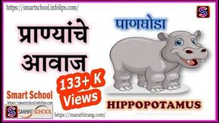 20+ प्राण्यांचे आवाज Animal sounds in marathi by Smart School Pranyanche Awaaz