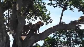 Tree climbing lions of Ishasha