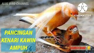 PANCINGAN KENARI KAWIN AMPUH - DIJAMIN TOKCER  #masteran #pancingankenari #kenarikawin #viralbirds