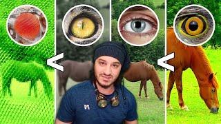 كيف ترى الحيوانات العالم ؟ 