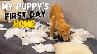 How to Survive Golden Retriever Puppy’s First Day Home?