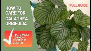 How to Care for Calathea Orbifolia All You need To know