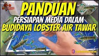 PANDUAN MEMULAI BUDIDAYA LOBSTER AIR TAWAR UNTUK PEMULA 