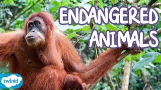 What Animals are Endangered?  Endangered Species Explained for Kids