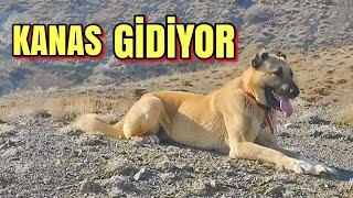 RAKİP KÖPEKLER KARŞI KARŞIYA GELİRSE KANAS GİBİSİ NADİR BULUNUR KANGAL DOG كلب