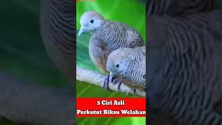 3 Ciri Asli Perkutut Biksu Welahan #perkututkaturanggan #perkututmistis #mitosperkutut