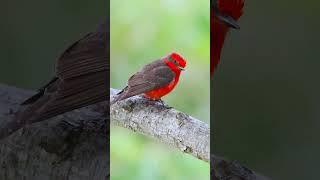 A plump red lady wearing a retro raincoat  This one is booming