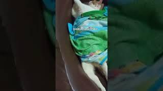 ngapain bosll video kucing lucu