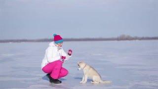 Training Siberian husky 3 mounth  Дрессировка щенка Сибирского Хаски 3 месяца ОКД