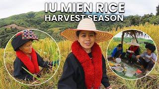 Iu Mien Lifestyle  EP.18 - Iu Mien Rice harvest season in Thailand