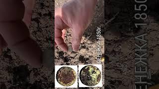 Денежка 1850г #metaldetecting #коп #metaldetector #раскопки