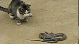 КРУТО Кот vs Змея