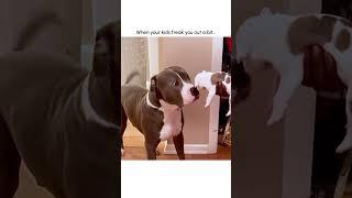 Hilarious Mama Dog Freaks Out After Meeting Puppy