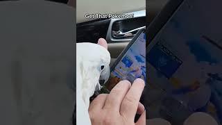 This Cockatoo Plays Pokemon Go     #cockatoo #parrot #pokemongo #bird