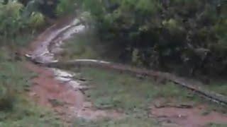 Giant Anaconda Snake in Tamil Nadu  Tirunelveli Kadayanallur Forest  Village Planet - HD