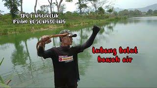 MANCING BEULUT abg bongsor