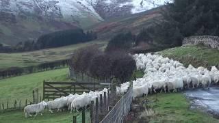 Hill Farmer Herding Sheep With Quad Bike Scottish Highlands Of Scotland