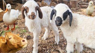 Pets  Lamb drinking milk  cute dog  Cow  Sound of Sheep  Duck  Goat  Chicken