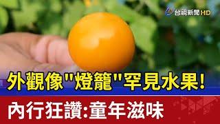 外觀像燈籠罕見水果 內行狂讚童年滋味