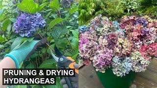 Prune & Dry Your Endless Summer Hydrangeas At The Same Time ️ 