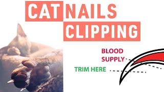 How to Safely Trim Cats Nails  Safely Trim 