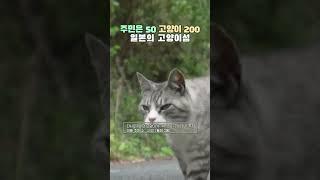 일본의 한 섬이 고양이섬이 된 이유는?