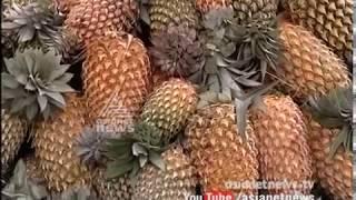 Pineapple farming in Vazhakulam Muvattupuzha  Money Time 12 Aug 2017