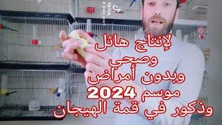 الطريقة الادلبية لتجهيز موسم 2024 أفضل طريقة لكبار المربين انتاج هائل ذكور في قمة الهيجان والتغريد