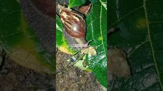 teryata seperti itu cara makan siput yang satu ini #siput #shorts #shortvideo #escargot