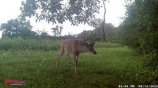 Hooked G2 8 point Buck