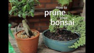 Bonsai Basics How to Prune Your Bonsai