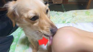 Cute dog playing with ball and bone【Dachshund dog】