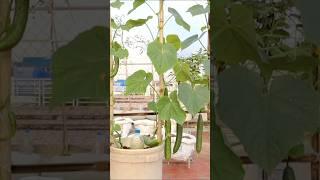 Garden idea- Grow long cucumber from seed to harvest